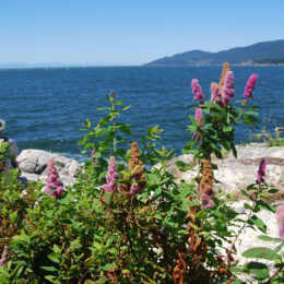 Shore Pine Trail