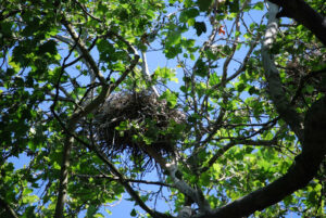 Great Blue Heron Colony and nest, Stanley Park, Vancouver BC | Photography by Jenny S.W. Lee