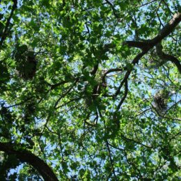 Great Blue Heron Colony and nest, Stanley Park, Vancouver BC | Photography by Jenny S.W. Lee