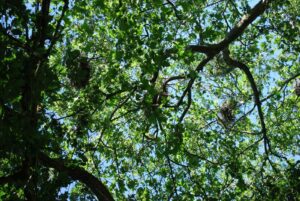 Great Blue Heron Colony and nest, Stanley Park, Vancouver BC | Photography by Jenny S.W. Lee