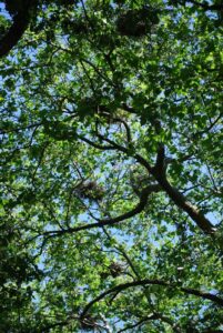 Great Blue Heron Colony and nest, Stanley Park, Vancouver BC | Photography by Jenny S.W. Lee