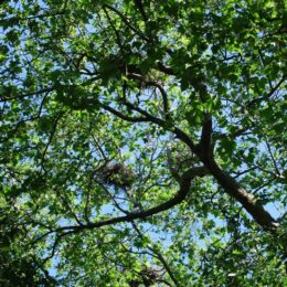 Great Blue Heron Colony and nest, Stanley Park, Vancouver BC | Photography by Jenny S.W. Lee