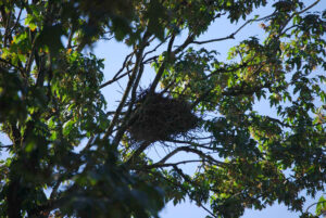 Great Blue Heron Colony and nest, Stanley Park, Vancouver BC | Photography by Jenny S.W. Lee