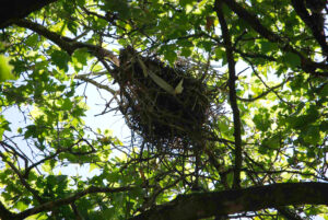 Great Blue Heron Colony and nest, Stanley Park, Vancouver BC | Photography by Jenny S.W. Lee