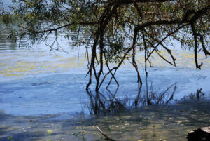 Stanley Park, Vancouver BC | Photography by Jenny S.W. Lee