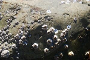 West Vancouver, BC | Photography by Jenny S.W. Lee