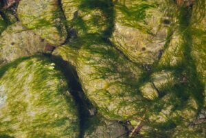 West Vancouver, BC | Photography by Jenny S.W. Lee