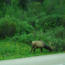 deer