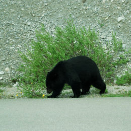 black bear