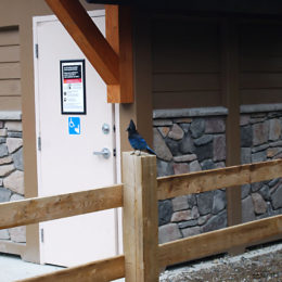 Steller's Jay