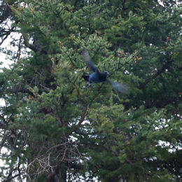 Steller's Jay