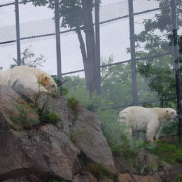 polar bear