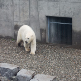 polar bear