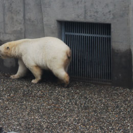 polar bear