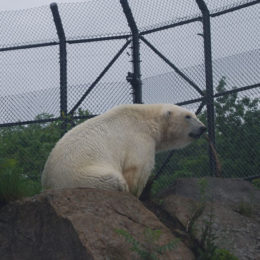 polar bear