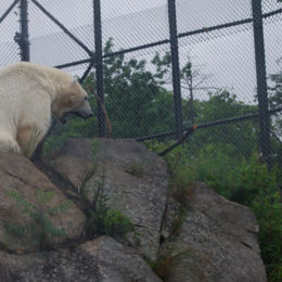 polar bear