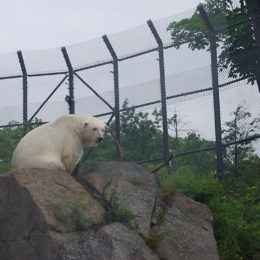 polar bear