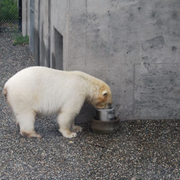 polar bear