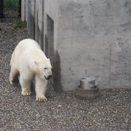 polar bear