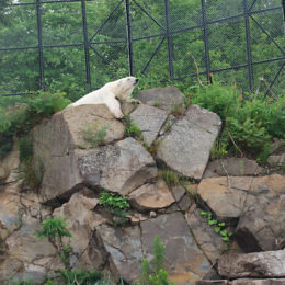 polar bear