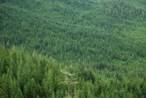 Howe Sound, Sea to Sky Gondola, Shannon Basin | BC Canada | Photography by Jenny S.W. Lee