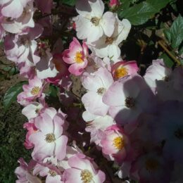 Woodland Park Rose Garden, Seattle, WA | Photography by Jenny S.W. Lee