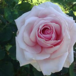 Woodland Park Rose Garden, Seattle, WA | Photography by Jenny S.W. Lee