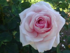 Woodland Park Rose Garden, Seattle, WA | Photography by Jenny S.W. Lee