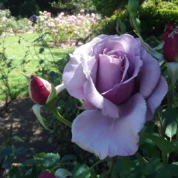 Woodland Park Rose Garden, Seattle, WA | Photography by Jenny S.W. Lee