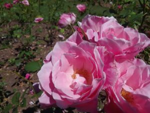 Woodland Park Rose Garden, Seattle, WA | Photography by Jenny S.W. Lee