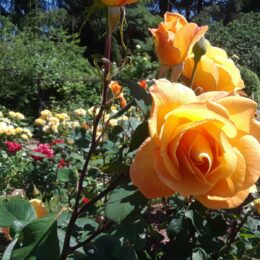 Woodland Park Rose Garden, Seattle, WA | Photography by Jenny S.W. Lee