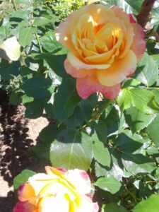 Woodland Park Rose Garden, Seattle, WA | Photography by Jenny S.W. Lee