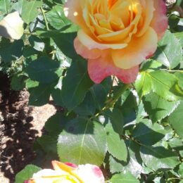 Woodland Park Rose Garden, Seattle, WA | Photography by Jenny S.W. Lee