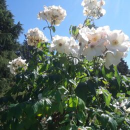 Woodland Park Rose Garden, Seattle, WA | Photography by Jenny S.W. Lee