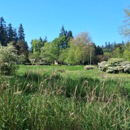 Redmond Washington in spring | Photography by Jenny S.W. Lee