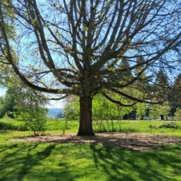 Redmond Washington in spring | Photography by Jenny S.W. Lee
