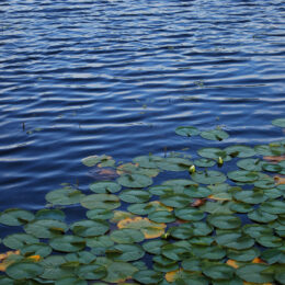 Close-up of rippling lake water at Phantom Lake with scattered lily pads.