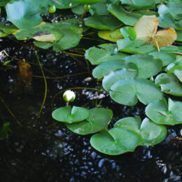 White water lily and clustered lily pads floating on dark lake water at Phantom Lake.