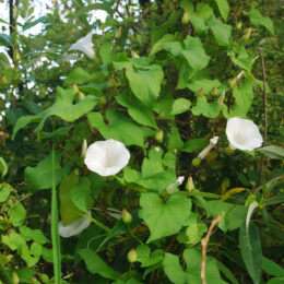Green foliage and white morning glory flowers growing along the Phantom Lake shoreline.