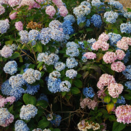 Cluster of hydrangea flowers in varied blue, purple, and pink tones near Phantom Lake.