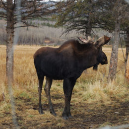 Yukon Wildlife Preserve, Canada | Photography by Jenny S.W. Lee
