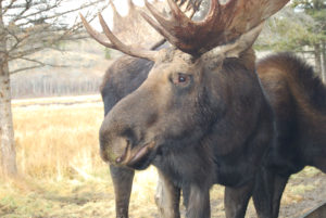 Yukon Wildlife Preserve, Canada | Photography by Jenny S.W. Lee