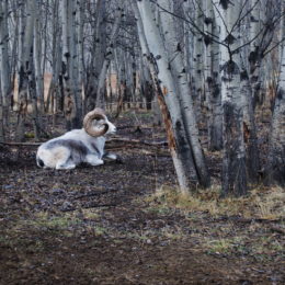 Yukon Wildlife Preserve, Canada | Photography by Jenny S.W. Lee