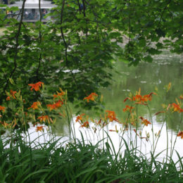 Halifax Public Gardens | Photography by Jenny SW Lee