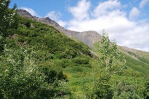 Kenai Fjords National Park. Harding Icefield Trail, Alaska | Photography by Jenny S.W. Lee
