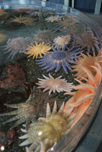 Alaska SeaLife Center (aquarium) Seward, Alaska | Photography by Jenny S.W. Lee