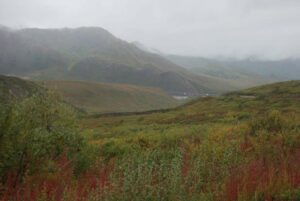 Denali National Park, Alaska | Photography by Jenny S.W. Lee