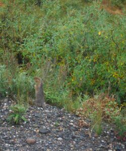 Denali National Park, Alaska | Photography by Jenny S.W. Lee