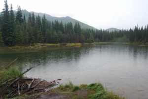 Horseshoe Lake Trail, Denali National Park, Alaska | Photography by Jenny S.W. Lee